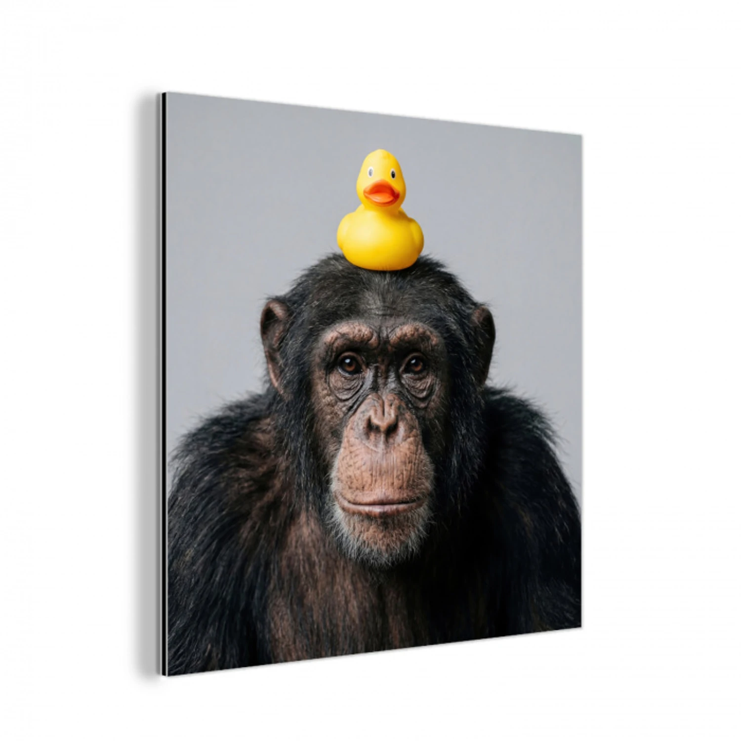 Chimpansee - Badeend - Grijs aluminium wit klein -3d