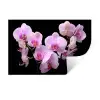 Orchidee - Bloemen - Roze - Flora Muursticker klein -3d