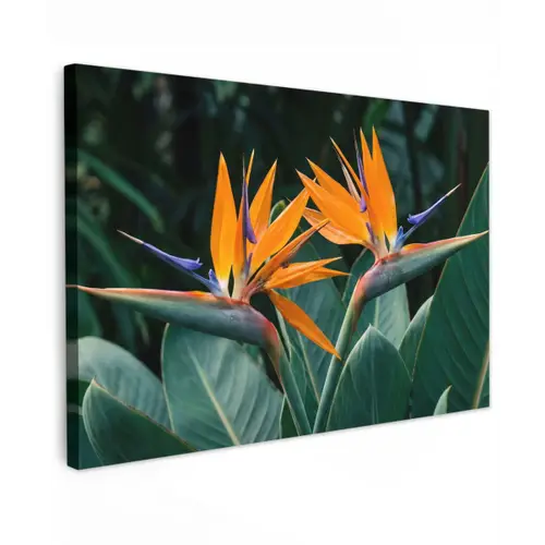Paradijsvogel - Bloem - Exotisch canvas 2cm klein -z3d
