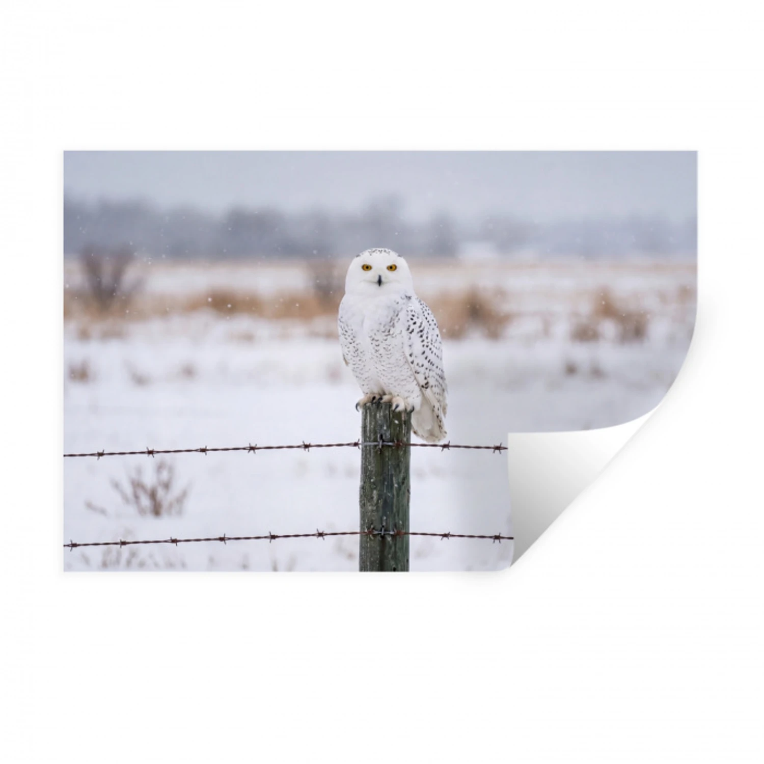 Sneeuwuil - Hek - Sneeuw - Wit Muursticker klein -3d
