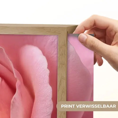 Roze - Roos - Romantisch Light Box met batterij (Wandlamp) middel -USP_websiteprintNL