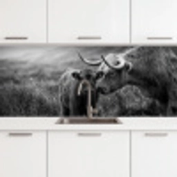 Schotse hooglander - Kalf - Zwart - Wit keuken achterwand 2 middel -3d