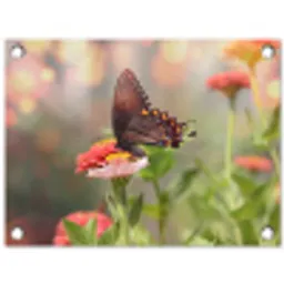 Vlinder op zomerbloem tuinposter los doek klein -3d