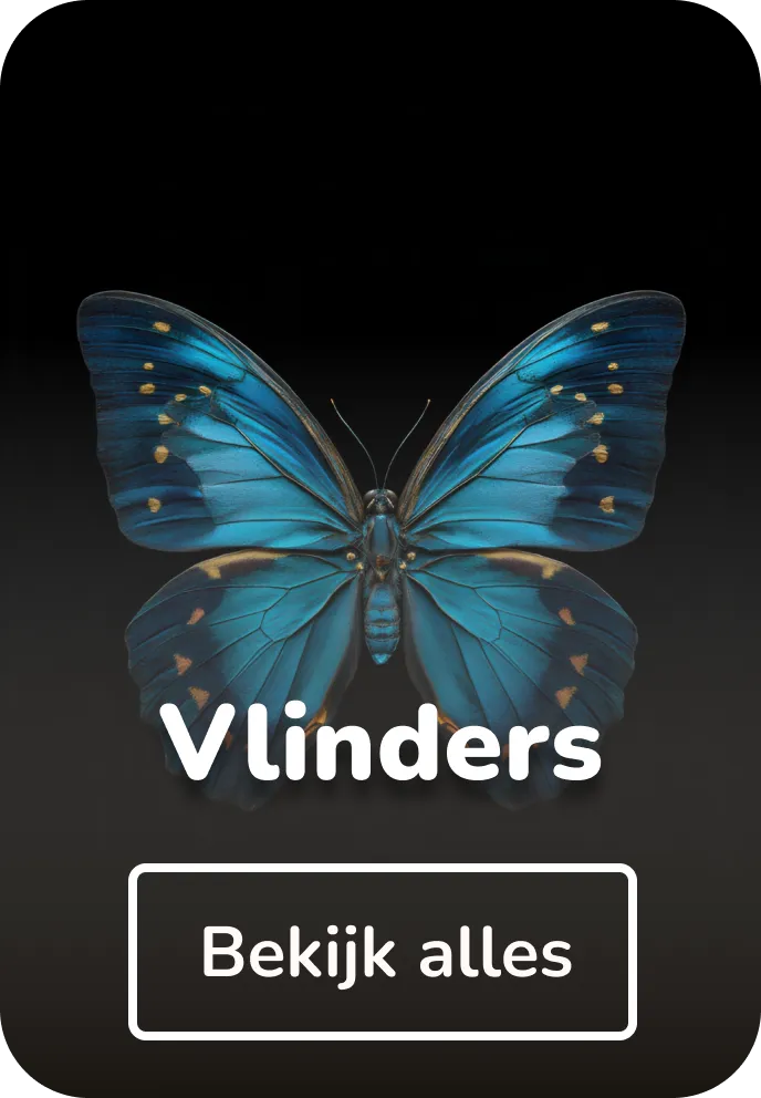 Canvas schilderijen vlinders