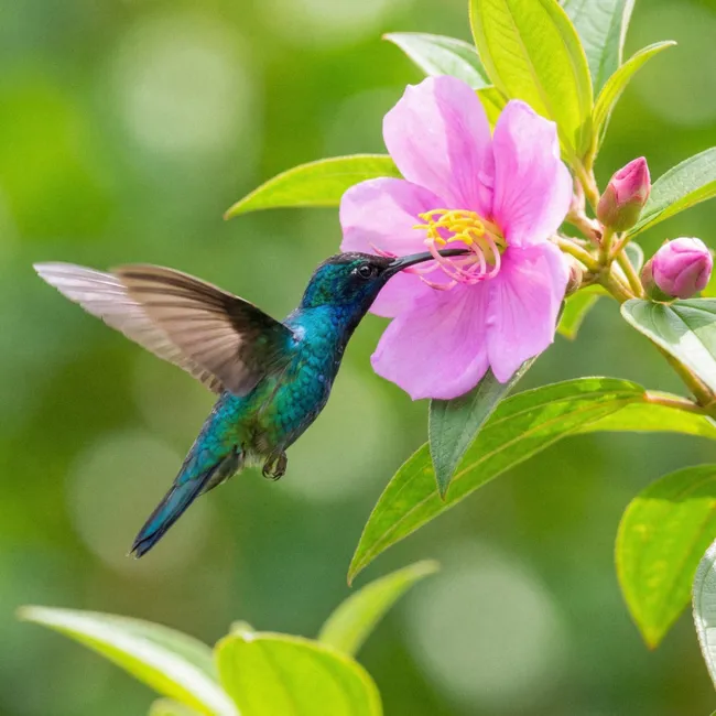 Behang - Kolibrie - Bloem - Natuur - Groen