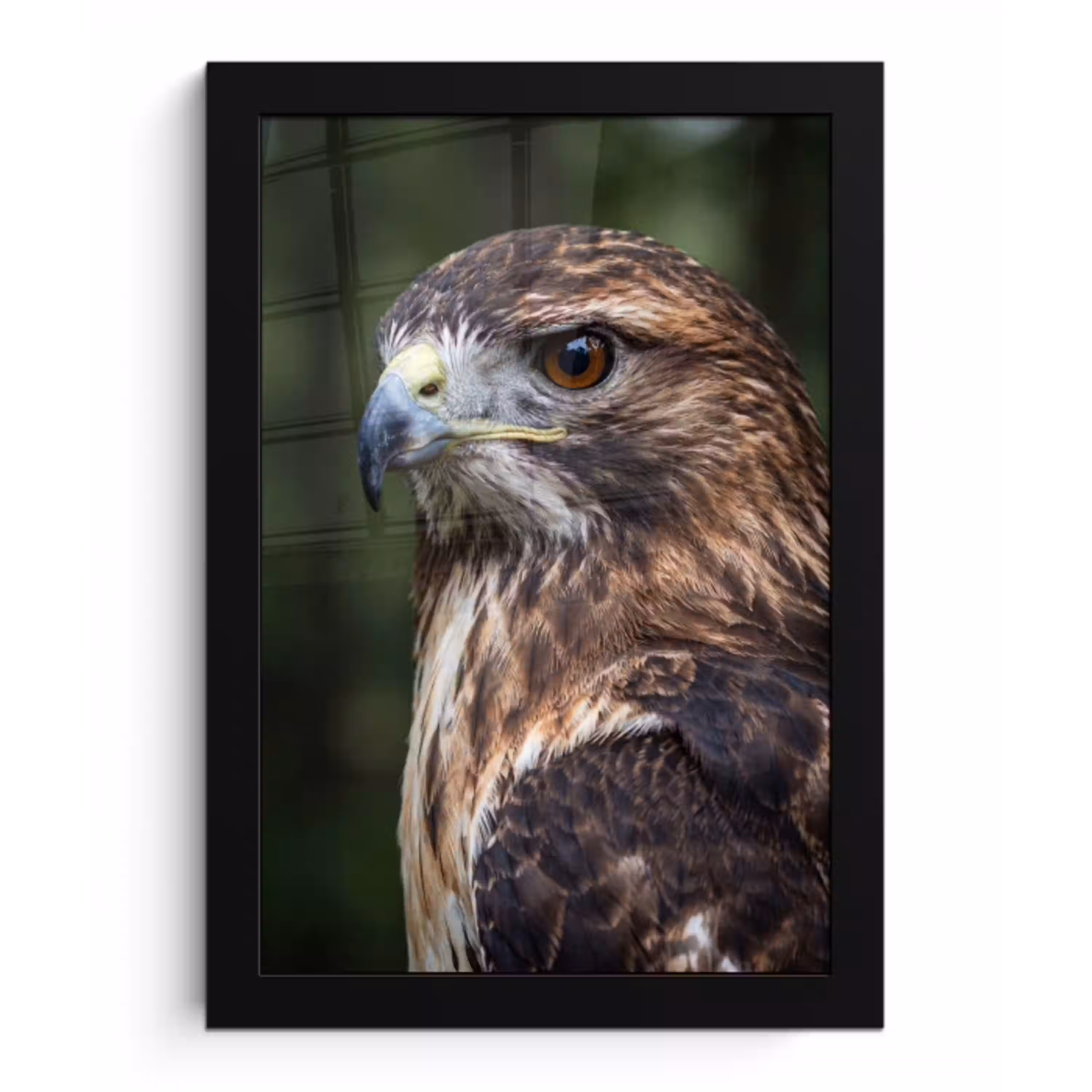Buizerd - Roofvogel - Natuur - Bruin fotolijst zwart zonder passe partout klein -3d