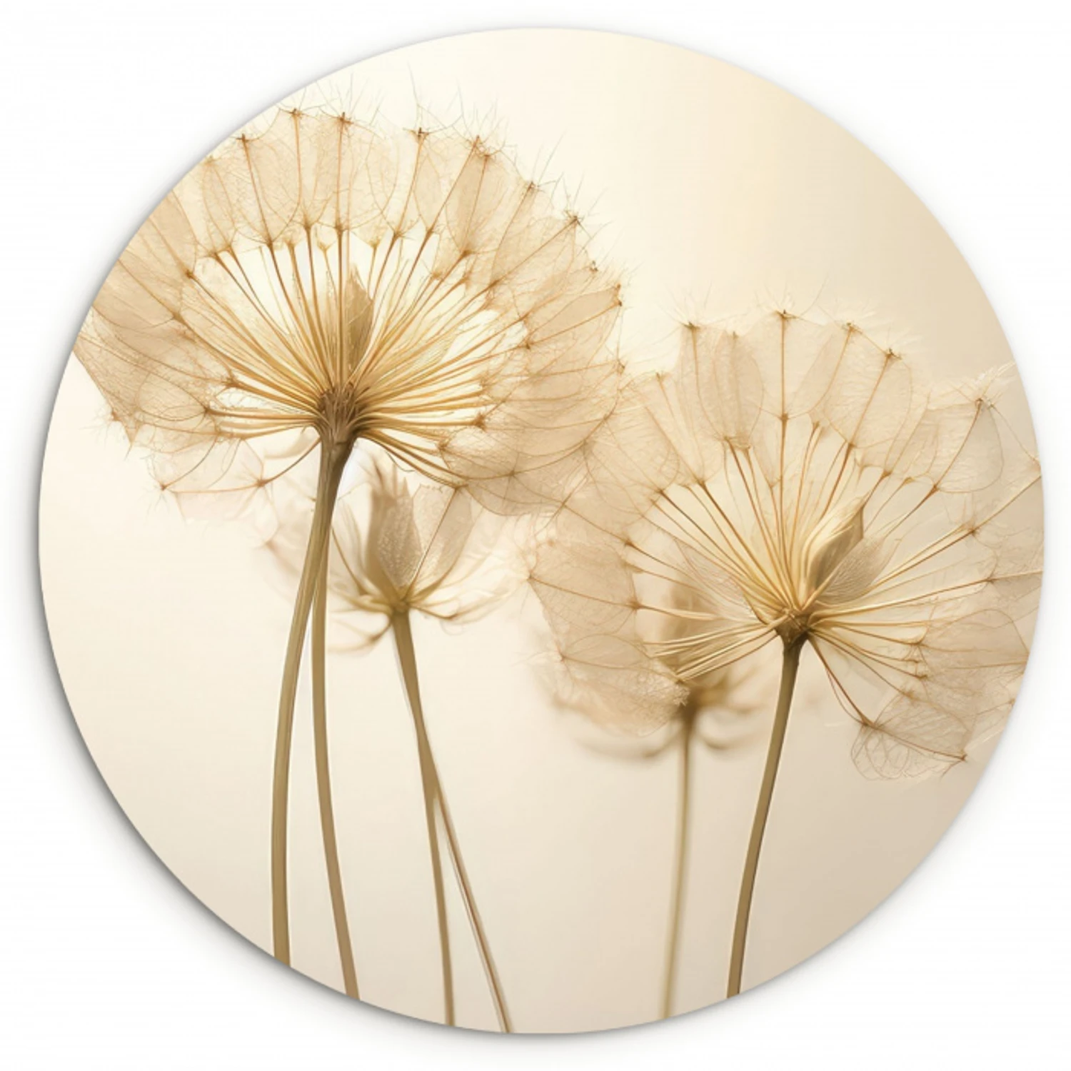 Zonovergoten Paardenbloemen KitchenYeah - Keuken - Wandcirkel Forex klein -3d
