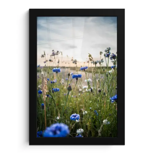 Bloemen - Zomer - Korenbloem - Blauw - Zon - Wolken fotolijst zwart zonder passe partout klein -3d