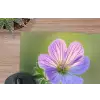 Bloem - Close up - Paars muismat rubber klein -closeup