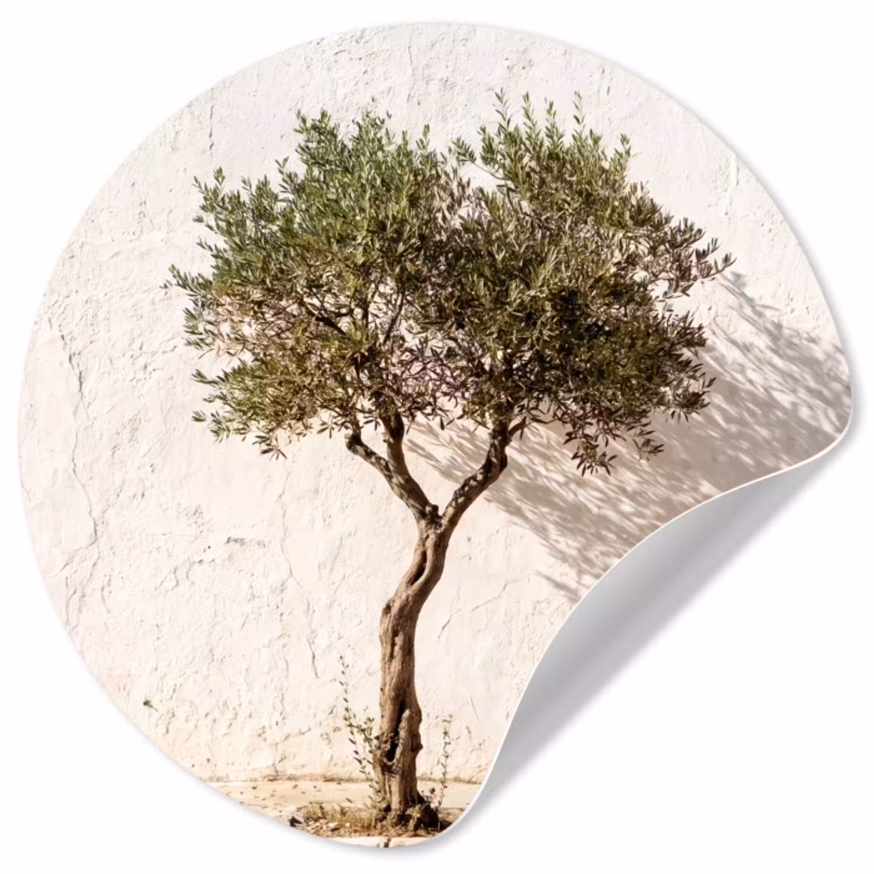 Olijfboom - muur - wit Wandcirkel behangsticker klein -3d