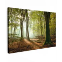 Bos - Zon - Seizoenen - Landschap canvas 2cm klein -z3d