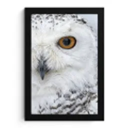 Sneeuwuil - Oog - Wildlife - Wit fotolijst zwart zonder passe partout klein -3d