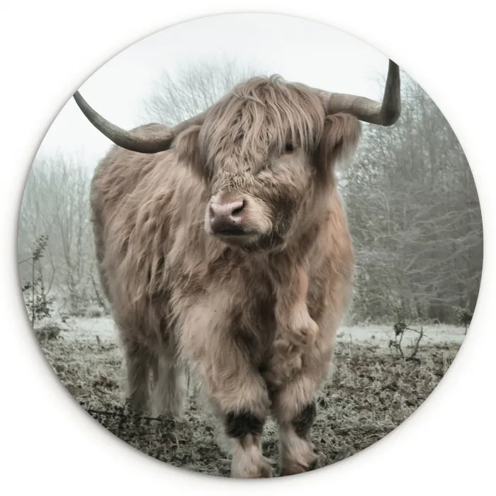 Schotse hooglander - Natuur - Herfst - Dieren - Wild - Bos Wandcirkel kunststof plaat 5mm dik klein -3d