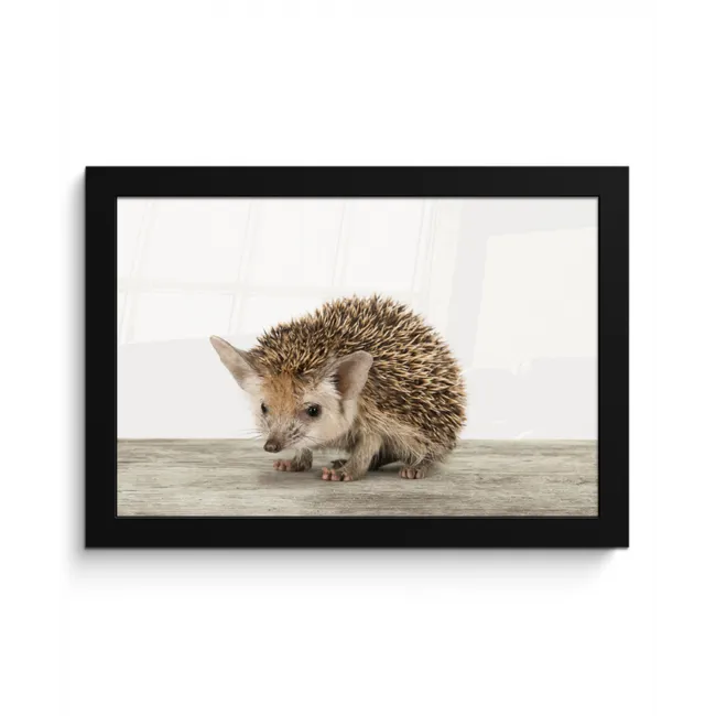 Egel - Dieren - Kinderen - Jongens - Meisjes fotolijst zwart zonder passe partout klein -3d