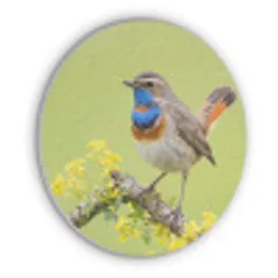 Vogel - Tak - Natuur - Kleurrijk Akoestische PET Vilt - Rond klein -3d