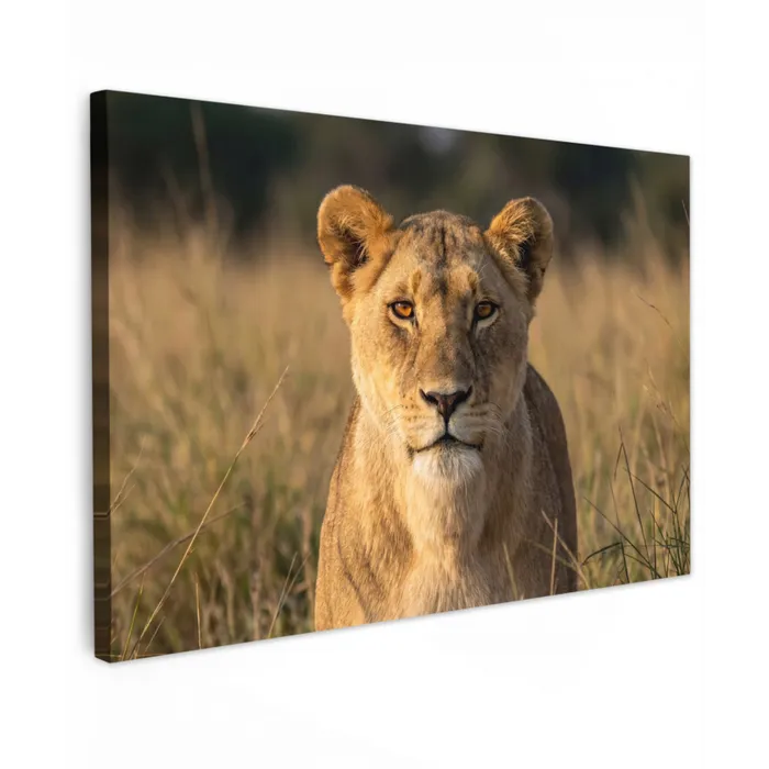 Leeuwin - Gras - Geel Tuinposter op houten frame 2 cm dik klein -3d