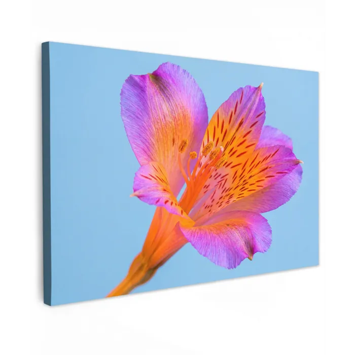 Bloem - Detail - Kleurrijk canvas 2cm klein -z3d