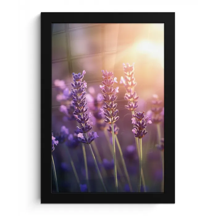 Lavendelbloemen - Paars - Zonlicht fotolijst zwart zonder passe partout klein -3d