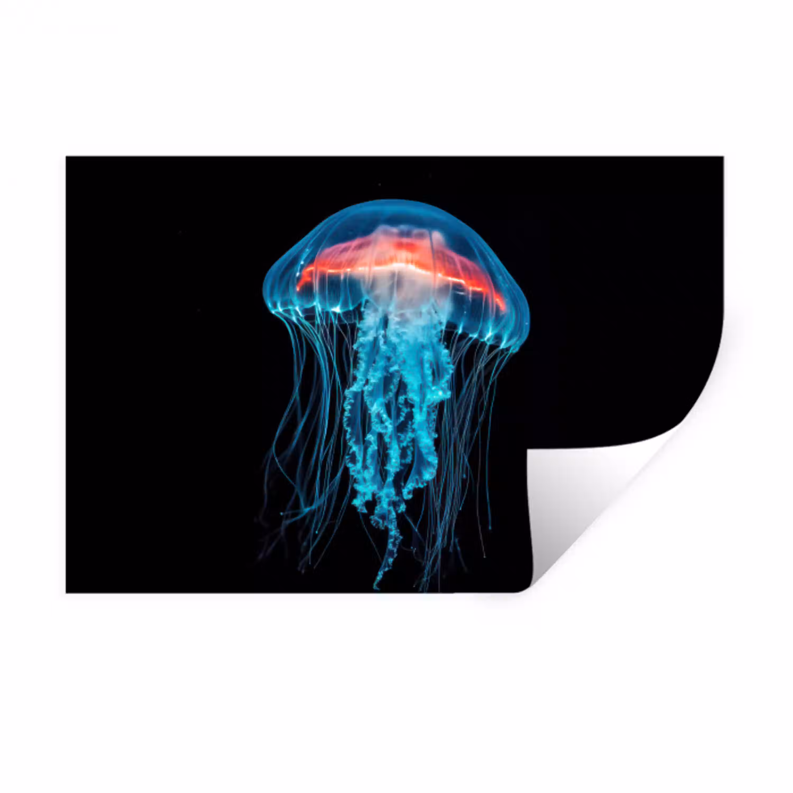 Kwal - Tentakels - Blauw - Licht Muursticker klein -3d