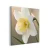 Narcis - Bloem - Minimalistisch aluminium wit klein -3d