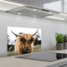 Schotse Hooglander -  Koe - Gras - Dieren - Natuur keuken achterwand spatscherm klein -3d_schuin