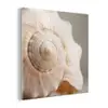 Schelp - Detail - Beige plexiglas 5mm klein -z3d