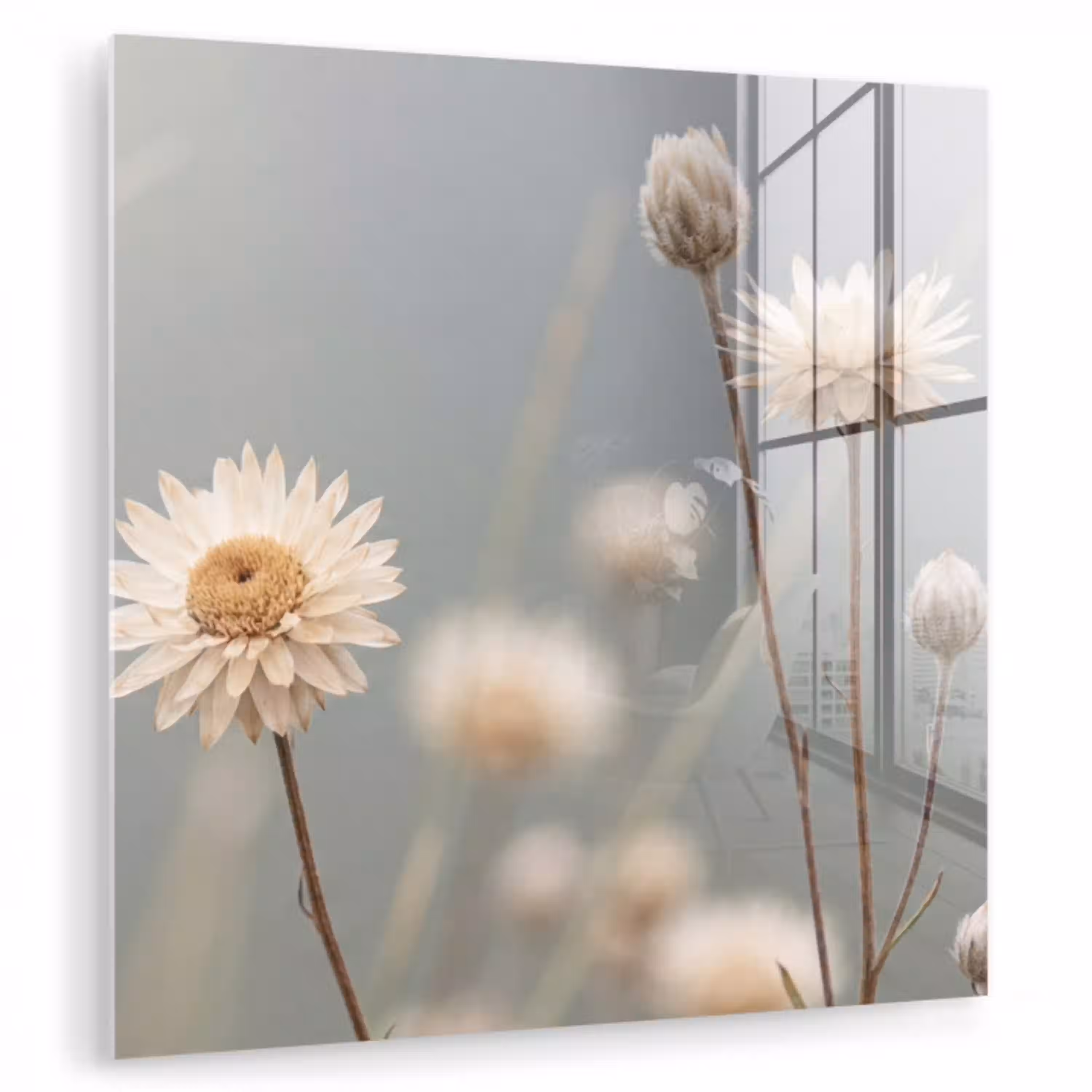 Strobloemen - Wit - Daglicht plexiglas 5mm klein -zzzproduct_nieuw