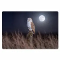 Kerkuil - Maan - Nacht Placemat vinyl groot -zzsfeer1_Kitchenyeah-website