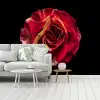 Bloem - Roos - Rood - Zwart fotobehang vinyl groot -woonkamer