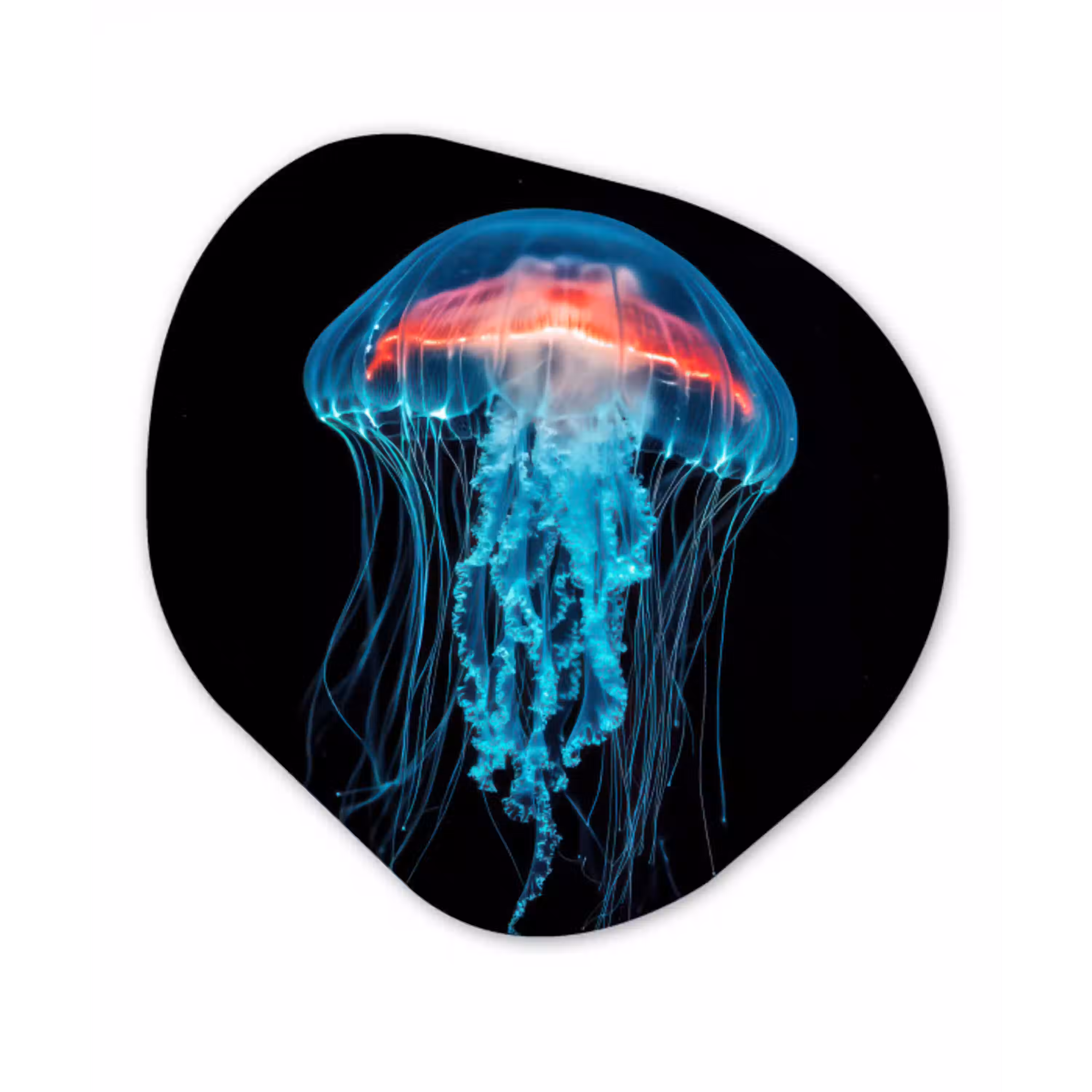 Kwal - Tentakels - Blauw - Licht Wandcirkel Organisch Plexiglas middel -3d