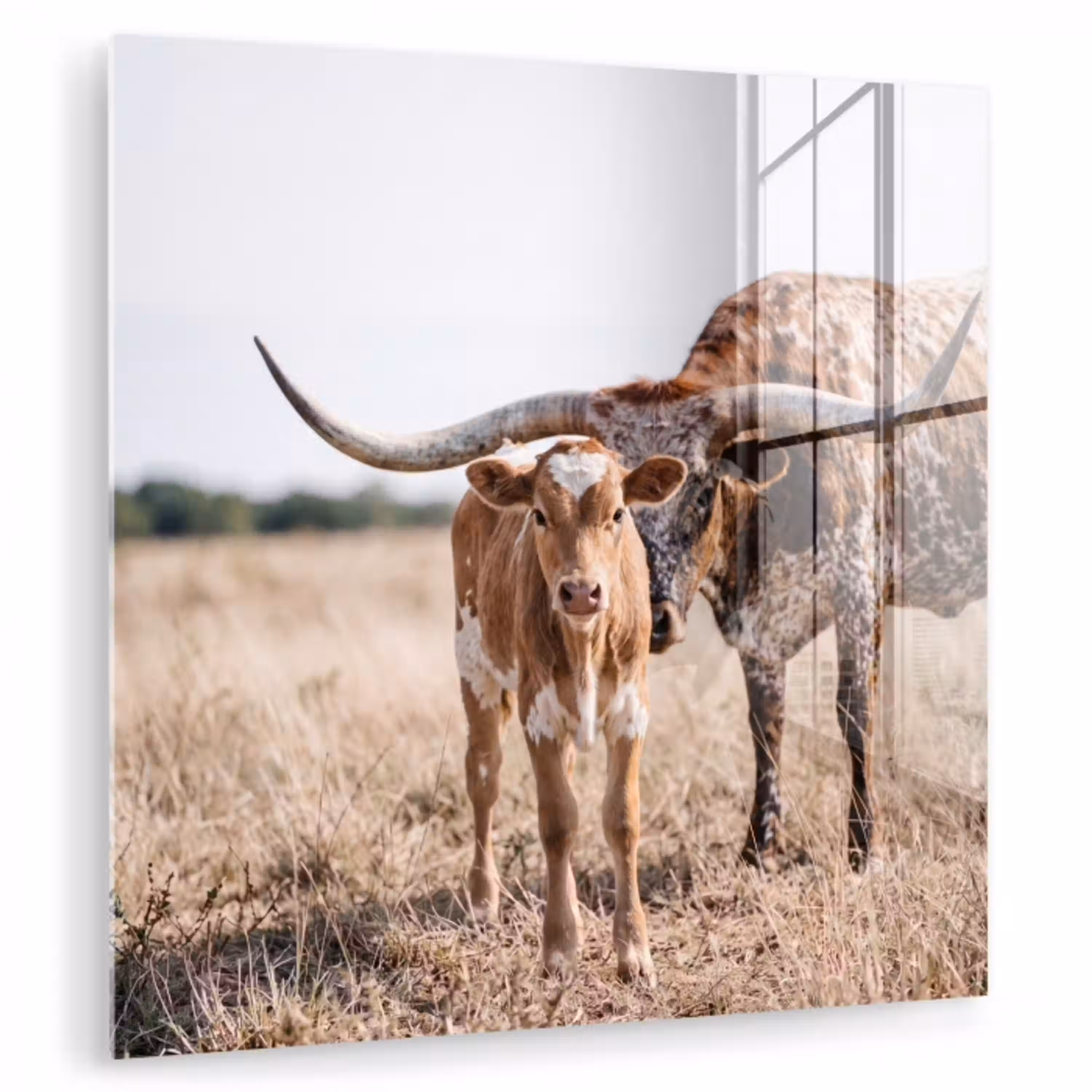 Texas Longhorn - Kalf - Weide - Dieren plexiglas 5mm klein -zzzproduct_nieuw