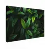 Bladeren - Regendruppels - Licht - Groen canvas 2cm klein -z3d