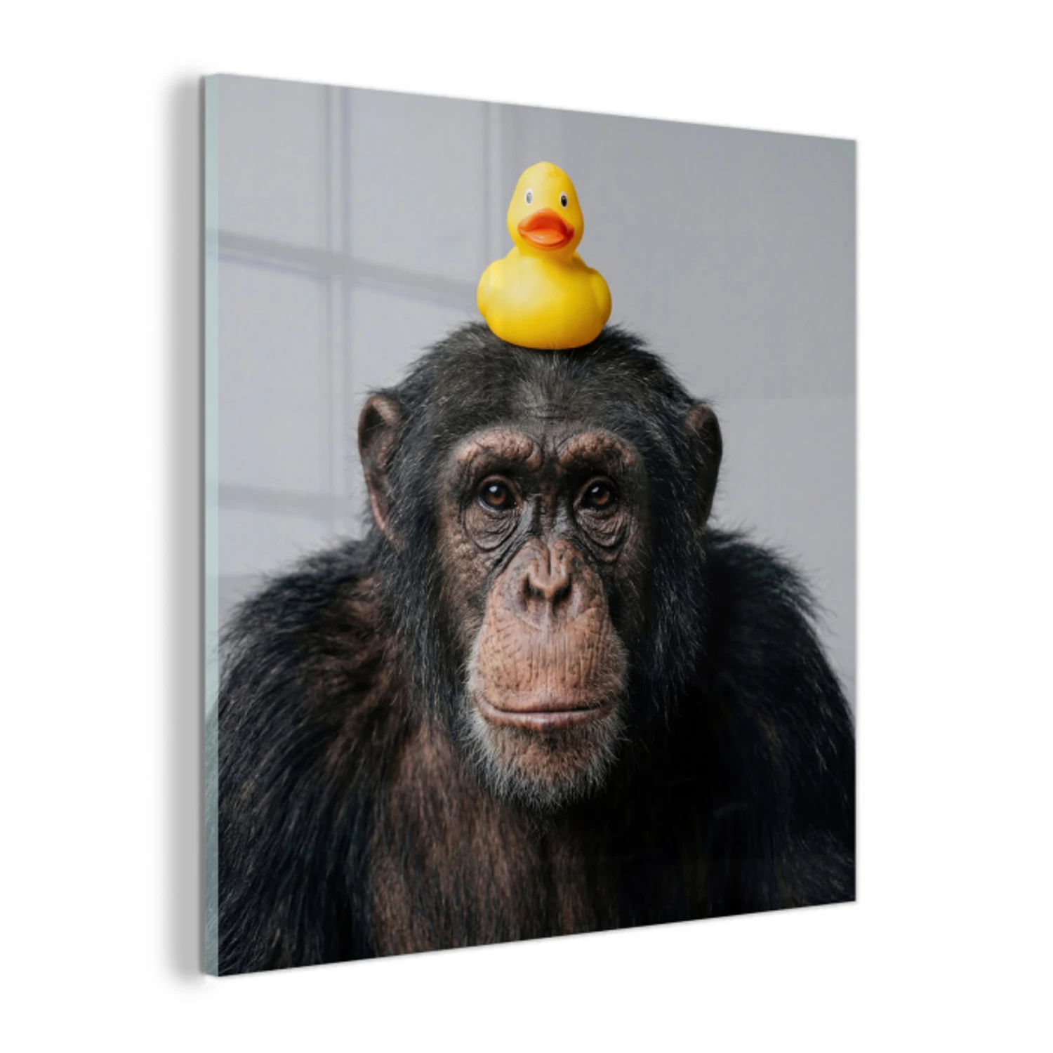 Chimpansee - Badeend - Grijs plexiglas 5mm klein -z3d