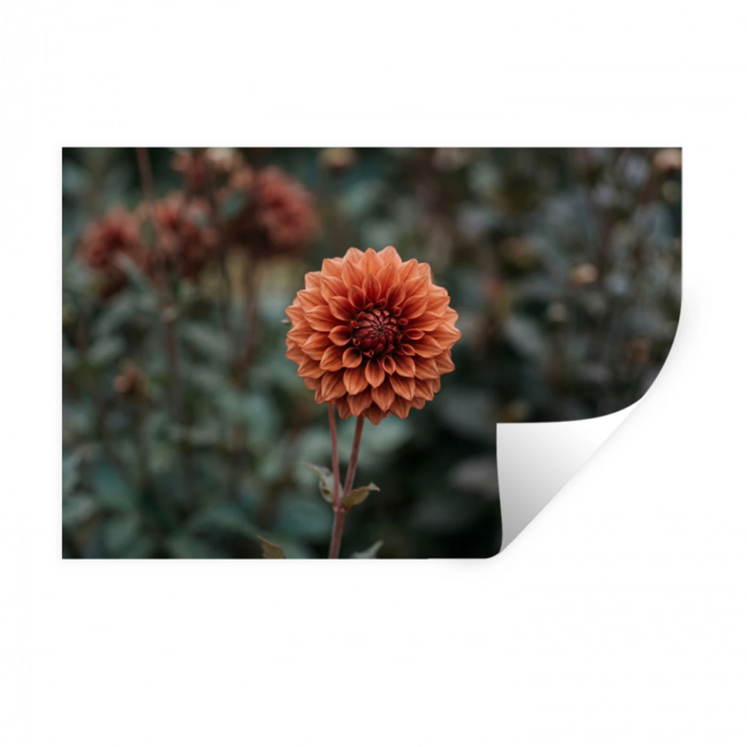 Dahlia - Bloem - Natuur - Sfeervol Muursticker klein -3d