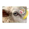 Schaap - Oog - Wit Placemat vinyl groot -zzzproduct_Kitchenyeah-website