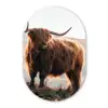 Schotse hooglander - Dieren - Landelijk - Landschap - Koe - Natuur Wandcirkel Ovaal Forex klein -3d