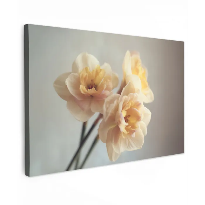 Narcissen - Geel - Bloemblaadjes canvas 2cm klein -z3d