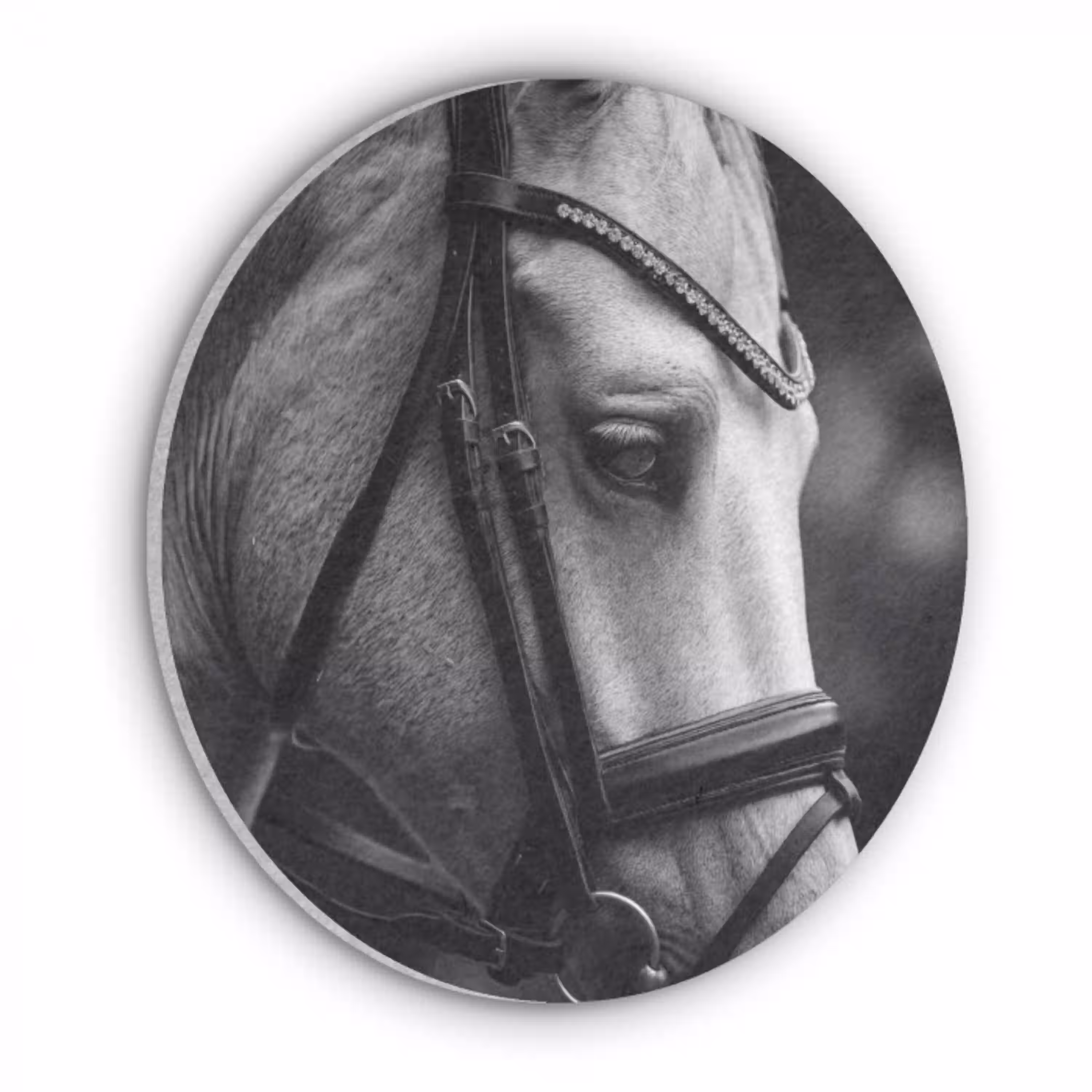Paard - Schimmel - Portret Akoestische PET Vilt - Rond klein -3d