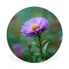 Aster - Paars - Bloem - Blaadjes Wandcirkel aluminium klein -3d