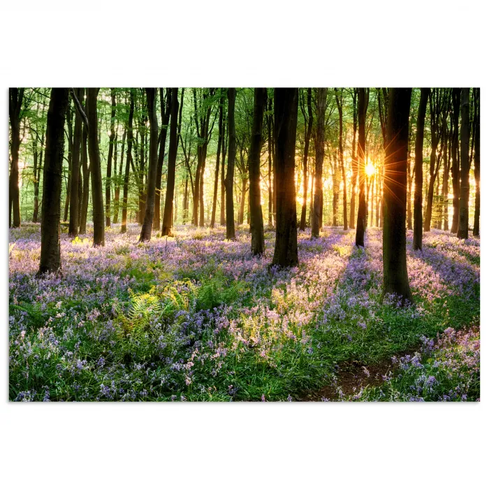 Bos - Bloemen - Lavendel - Zon - Paars - Natuur poster papier klein -3d