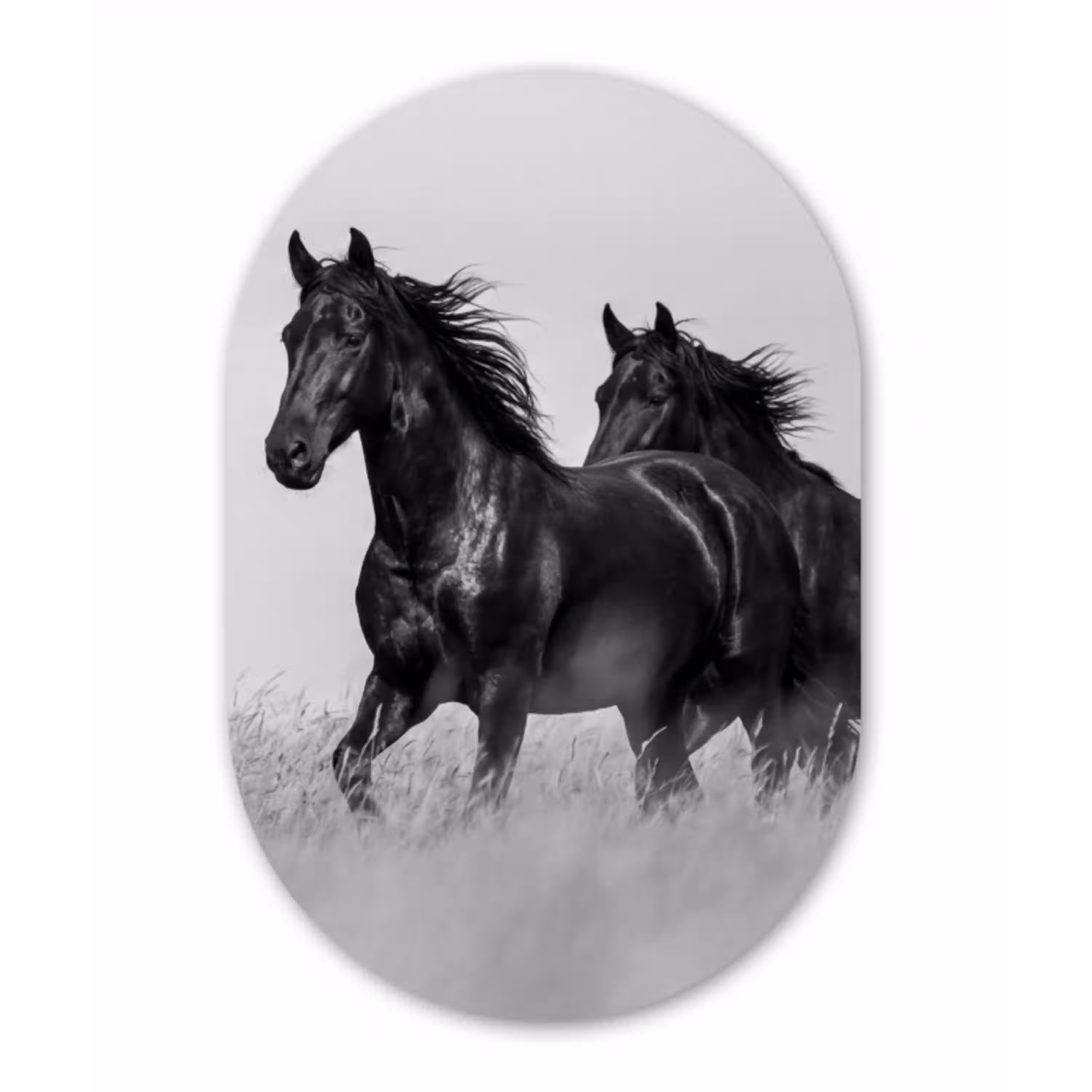 Paarden - Gras - Zwart - Wit Wandcirkel Ovaal Aluminium middel -3d