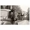 Eland - Auto - Gewei - Zwart - Wit poster papier klein -3d