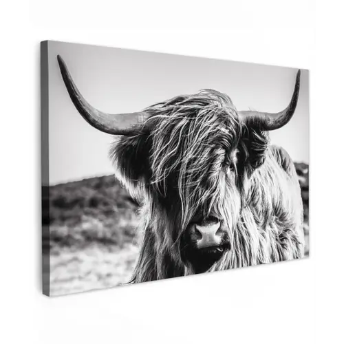 Koe - Schotse hooglander - Zwart - Wit - Dier - Natuur - Wild Tuinposter op houten frame 2 cm dik klein -3d