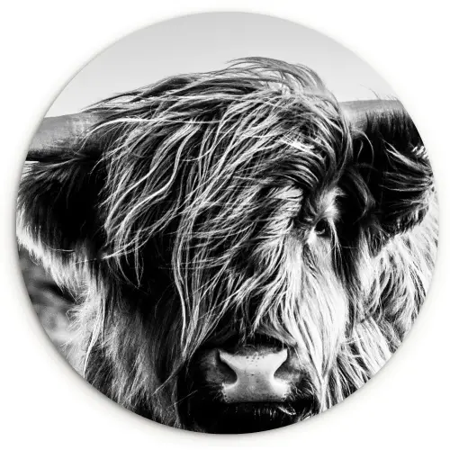 Schotse hooglander - Close up - Horens - Vacht - Zwart Wit Wandcirkel kunststof plaat 5mm dik klein -3d