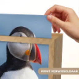 Papegaaiduiker - Portret - Natuur Light Box met kabel (Kinderlampje) klein -USP_websiteprintNL