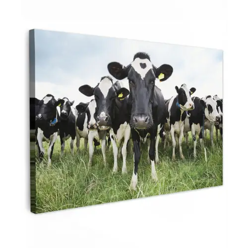 Koeien - Gras - Lente - Dieren - Weiland - Boerderij Tuinposter op houten frame 2 cm dik klein -3d