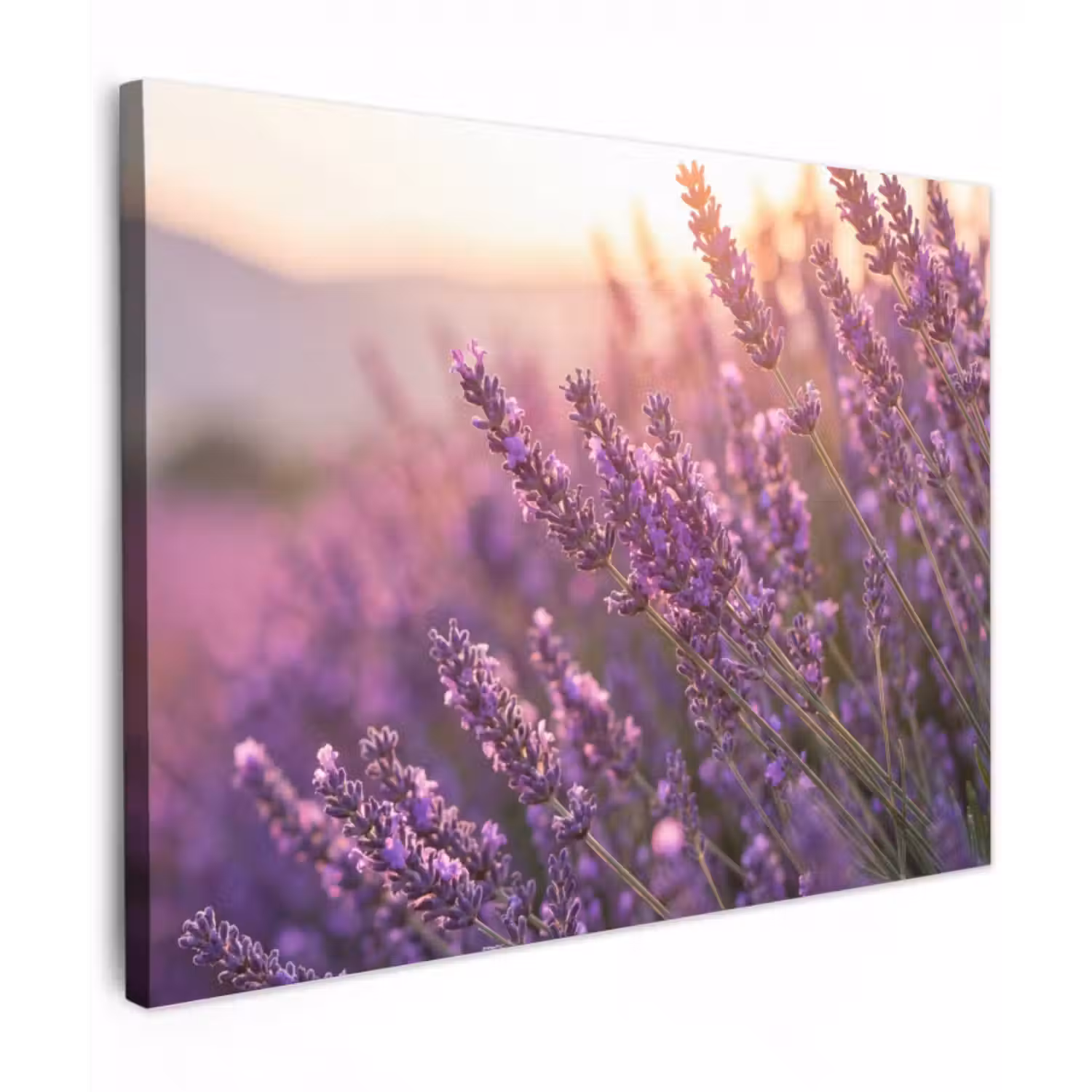 Leinwandbild - Lavendel - Lila - Sonnenlicht