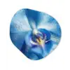 Blauw - Orchidee - Elegeant Wandcirkel Organisch Forex 3mm klein -3d