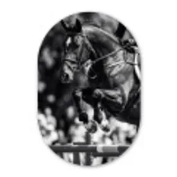 Springen - Paard - Zwart - Wit Wandcirkel Ovaal Forex klein -3d