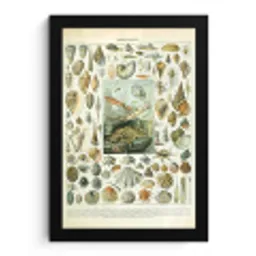 Zeedieren - Schelp - Vintage - Zee - Adolphe Millot fotolijst zwart zonder passe partout klein -3d